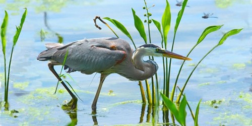 Stalking Heron by Don Browning