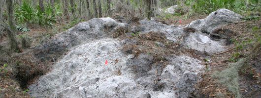 Unmarked human burial site