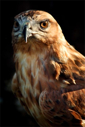 wildlife.red.hawk.jpg