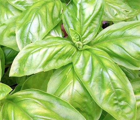 Photo of basil plants