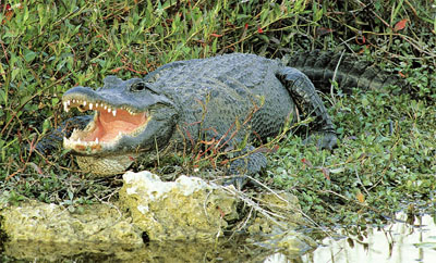 Gator